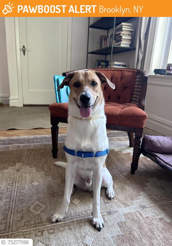 Found/Stray Male Dog last seen Prospect Park, Brooklyn, NY 11218