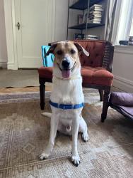 Found/Stray Male Dog last seen Prospect Park, Brooklyn, NY 11218