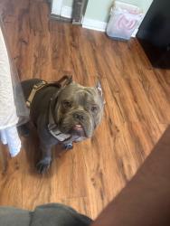 Reunited Male Dog last seen San Luis Grocery store, Kenosha, WI 53140