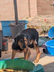 Found/Stray Unknown Dog last seen 98th and Benavides, Albuquerque, NM 87121