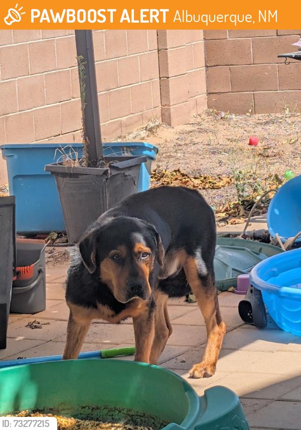 Found/Stray Unknown Dog last seen 98th and Benavides, Albuquerque, NM 87121
