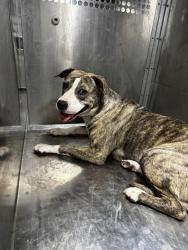 Shelter Stray Female Dog last seen Near Webberville Road, AUSTIN, TX, 78721, 7201 Levander Loop bldg a, Austin, TX 78702, USA