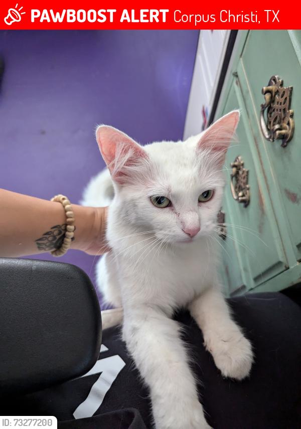 Lost Female Cat last seen In the neighborhood near Julio's easy stop, Corpus Christi, TX 78417