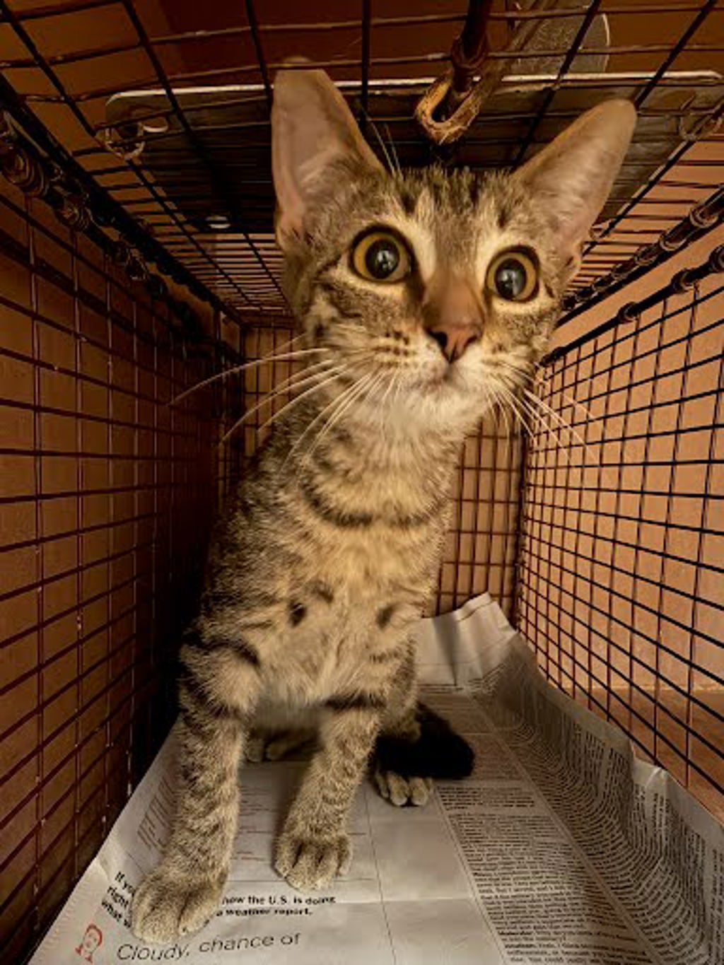 Shelter Stray Male Cat last seen Near Decker Creek Drive, MANOR, TX, 78653, 7201 Levander Loop bldg a, Austin, TX 78702, USA