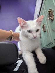 Lost Female Cat last seen In the neighborhood near Julio's easy stop, Corpus Christi, TX 78417