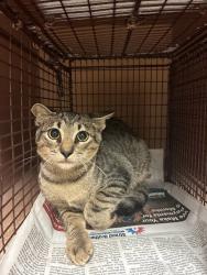 Shelter Stray Male Cat last seen Near Delmar Avenue, AUSTIN, TX, 78752, 7201 Levander Loop bldg a, Austin, TX 78702, USA