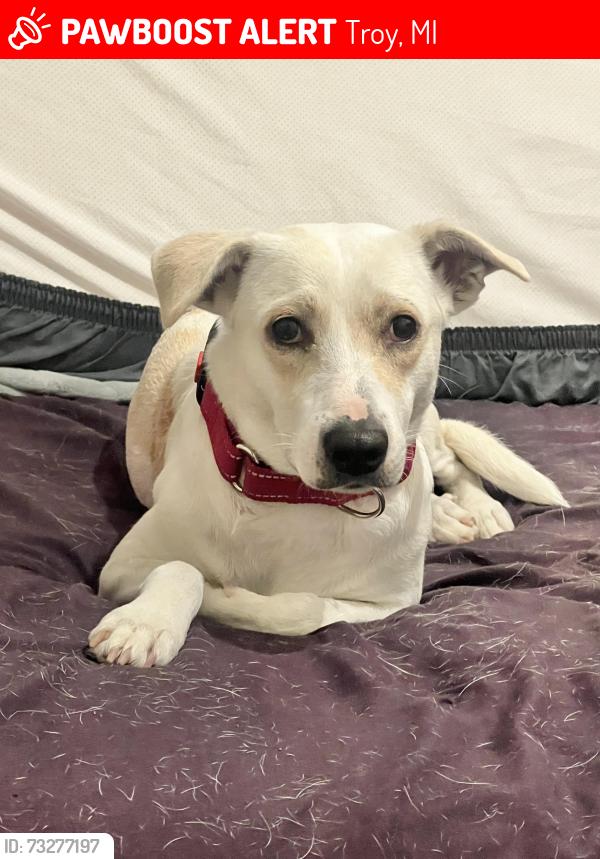 Lost Female Dog last seen Cliffside and Topaz, Troy, MI 48085