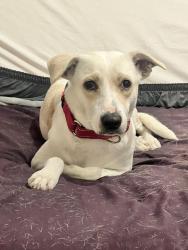 Lost Female Dog last seen Cliffside and Topaz, Troy, MI 48085