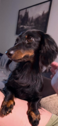 Lost Male Dog last seen Beals chapel rd/fox hunters rd, Lenoir City, TN 37772