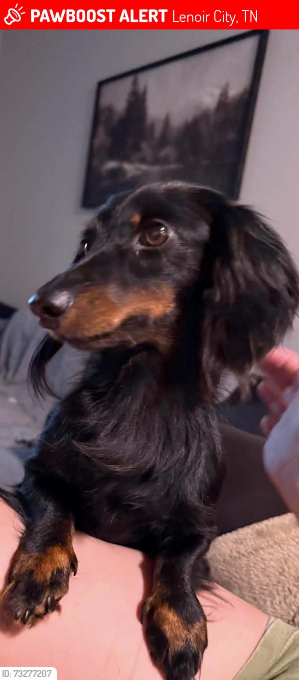Lost Male Dog last seen Beals chapel rd/fox hunters rd, Lenoir City, TN 37772