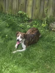 Found/Stray Female Dog last seen Allison Lodge, Washington County, TN 37659