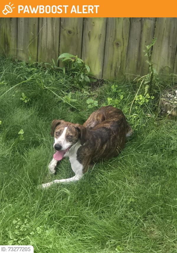 Found/Stray Female Dog last seen Allison Lodge, Washington County, TN 37659