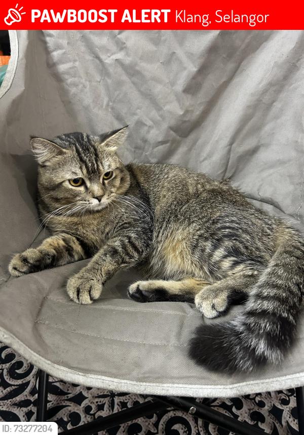 Lost Male Cat last seen Lorong Seri Damak 59, Klang, Selangor 