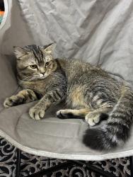 Lost Male Cat last seen Lorong Seri Damak 59, Klang, Selangor 