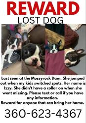 Reunited Female Dog last seen Mossyrock Dam/Hydro-Vista Area Mossyrock, WA, Mossyrock, WA 98564