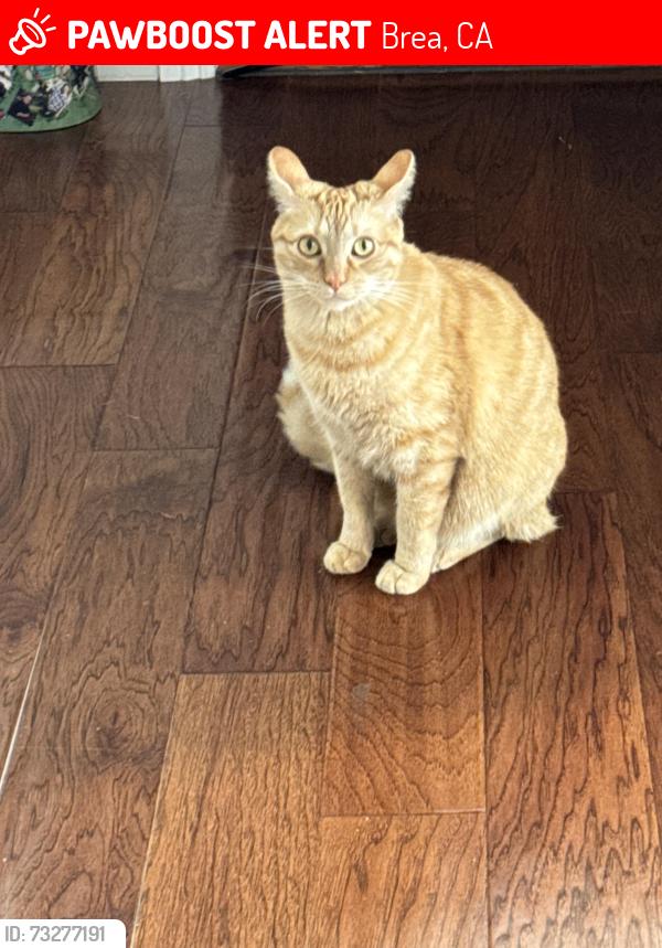 Lost Male Cat last seen Lambert and State College, Brea, CA 92821