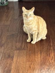 Lost Male Cat last seen Lambert and State College, Brea, CA 92821