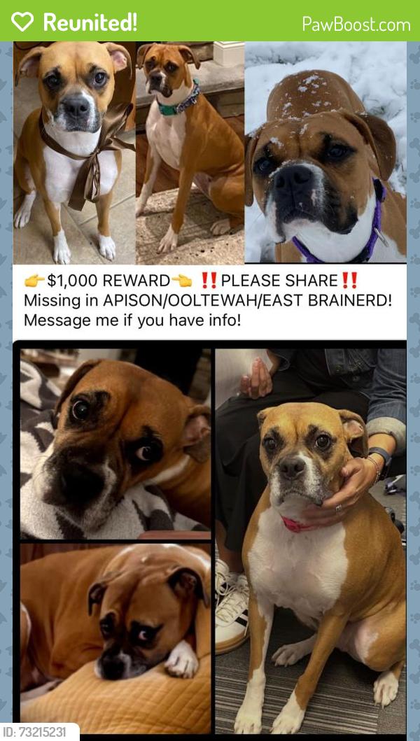 Reunited Female Dog last seen Apison, Apison, TN 37302
