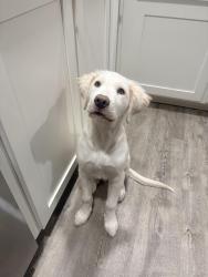 Lost Male Dog last seen Driveway, Pensacola, FL 32526