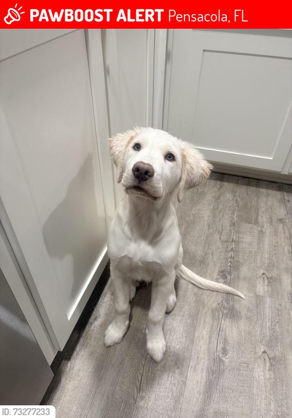 Lost Male Dog last seen Driveway, Pensacola, FL 32526