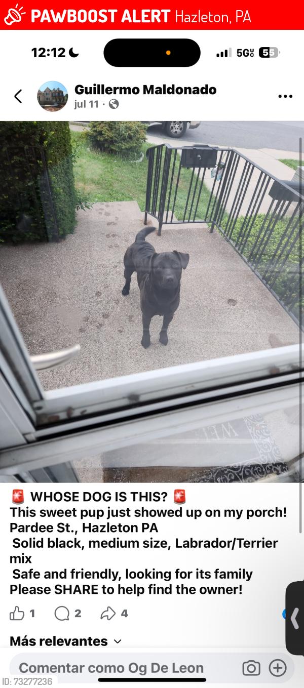 Lost Male Dog last seen Hazleton, Hazleton, PA 18201