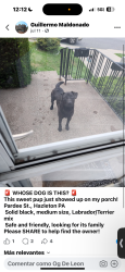 Lost Male Dog last seen Hazleton, Hazleton, PA 18201