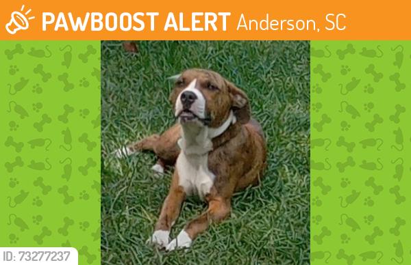 Found/Stray Male Dog last seen Bailey St., Anderson, SC 29622