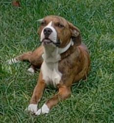 Found/Stray Male Dog last seen Bailey St., Anderson, SC 29622