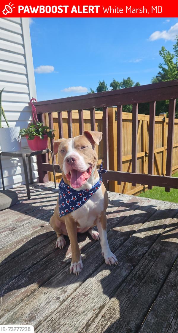 Lost Female Dog last seen Near the Joyous Living assisted living facility on Philadelphia Road, White Marsh, MD 21128