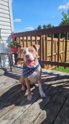 Lost Female Dog last seen Near the Joyous Living assisted living facility on Philadelphia Road, White Marsh, MD 21128