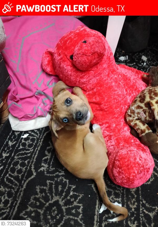 Lost Female Dog last seen Redbud, Odessa, TX 79762