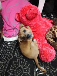 Lost Female Dog last seen Redbud, Odessa, TX 79762