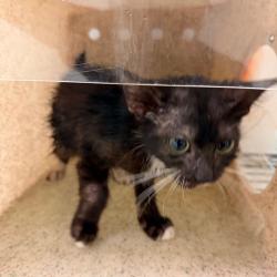 Shelter Stray Male Cat last seen , Animal Care & Control Team of Philly, 111 W Hunting Park Ave, Philadelphia, PA 19140, USA