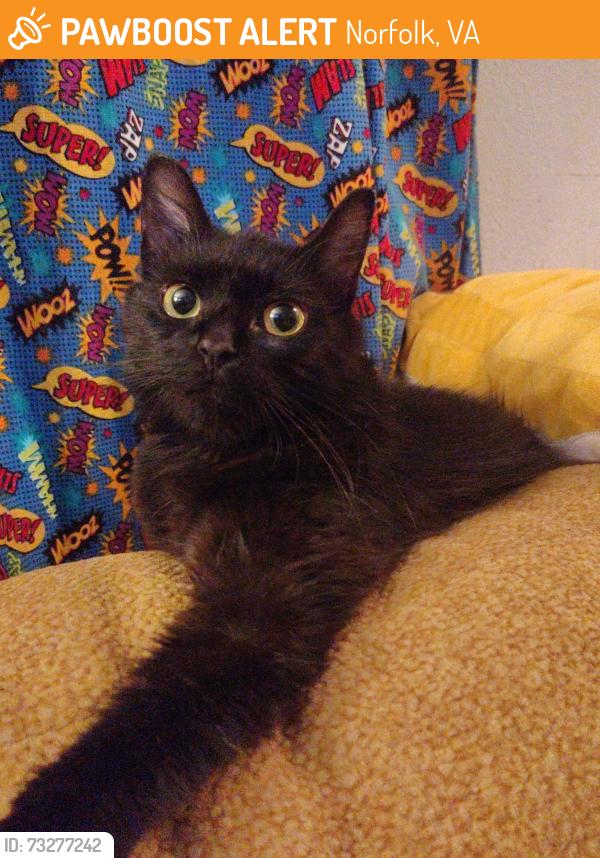 Found/Stray Female Cat last seen 27th and killam, Norfolk, VA 23517