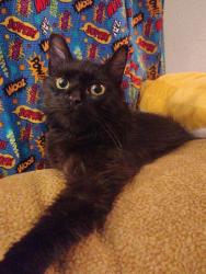 Found/Stray Female Cat last seen 27th and killam, Norfolk, VA 23517
