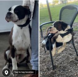 Lost Male Dog last seen Near Bradburry Ln Waxahachie Tx 75167, Waxahachie, TX 75167