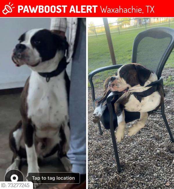 Lost Male Dog last seen Near Bradburry Ln Waxahachie Tx 75167, Waxahachie, TX 75167