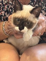Found/Stray Female Cat last seen Honor Park at Lake Catherine in Palm Beach, Gardens, Florida, Palm Beach Gardens, FL 33403