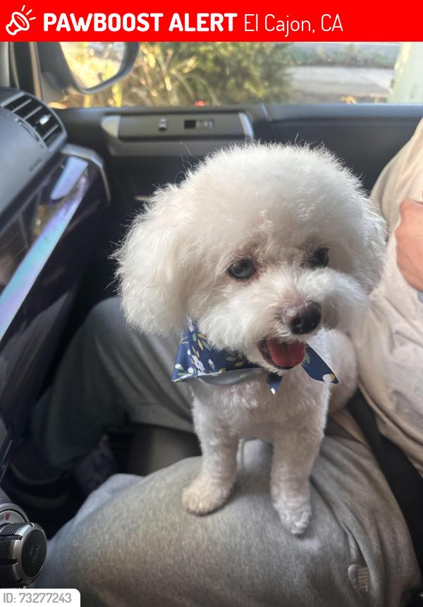 Lost Female Dog last seen Greenfield dr, El Cajon, CA 92019