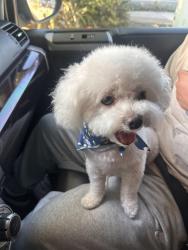 Lost Female Dog last seen Greenfield dr, El Cajon, CA 92019