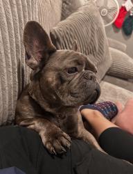 Lost Male Dog last seen Washington and Jones, Las Vegas, NV 89107