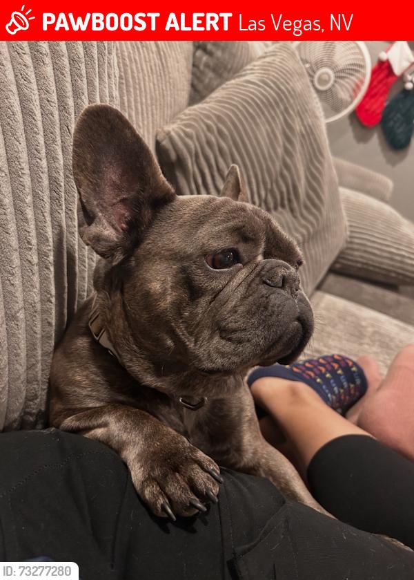 Lost Male Dog last seen Washington and Jones, Las Vegas, NV 89107