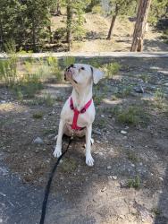 Lost Female Dog last seen Washington and Jones, Las Vegas, NV 89107
