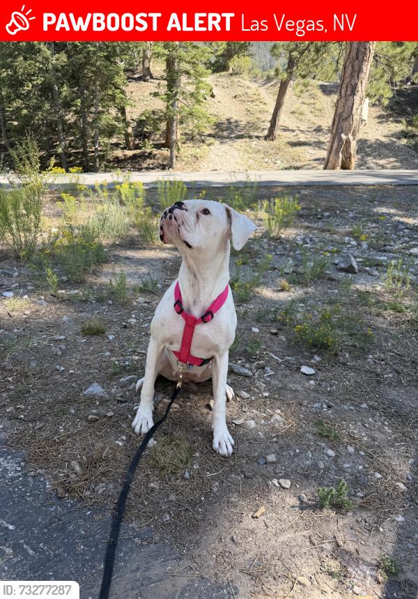 Lost Female Dog last seen Washington and Jones, Las Vegas, NV 89107