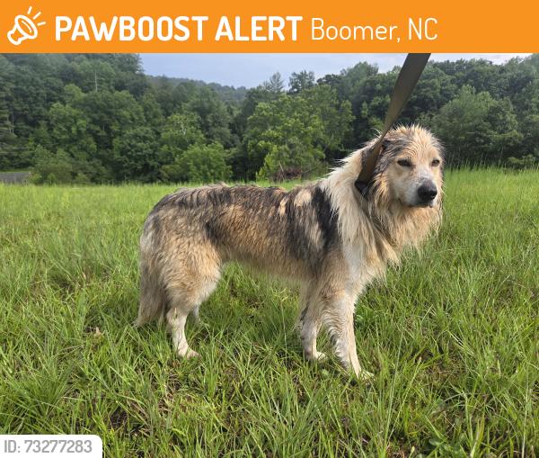 Found/Stray Male Dog last seen Beaver creek rd and nc hwy 18, Boomer, NC 28654
