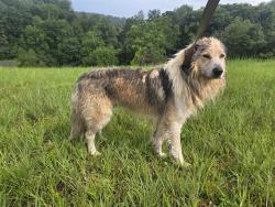 Found/Stray Male Dog last seen Beaver creek rd and nc hwy 18, Boomer, NC 28654
