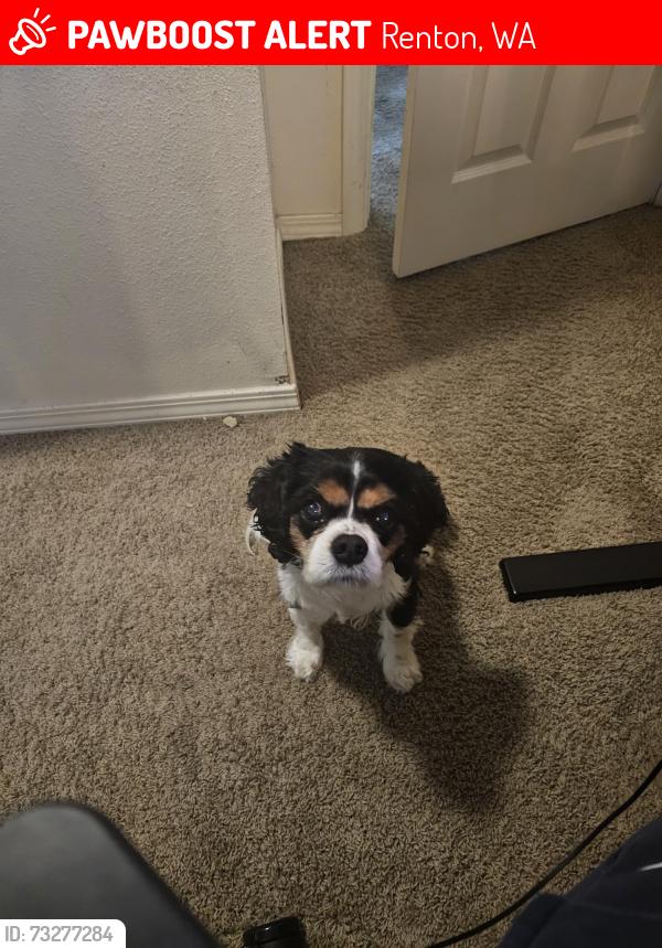 Lost Male Dog last seen 162nd St and 186th Ave, Renton, WA 98058
