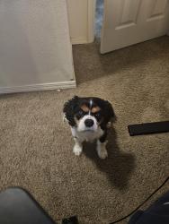Lost Male Dog last seen 162nd St and 186th Ave, Renton, WA 98058