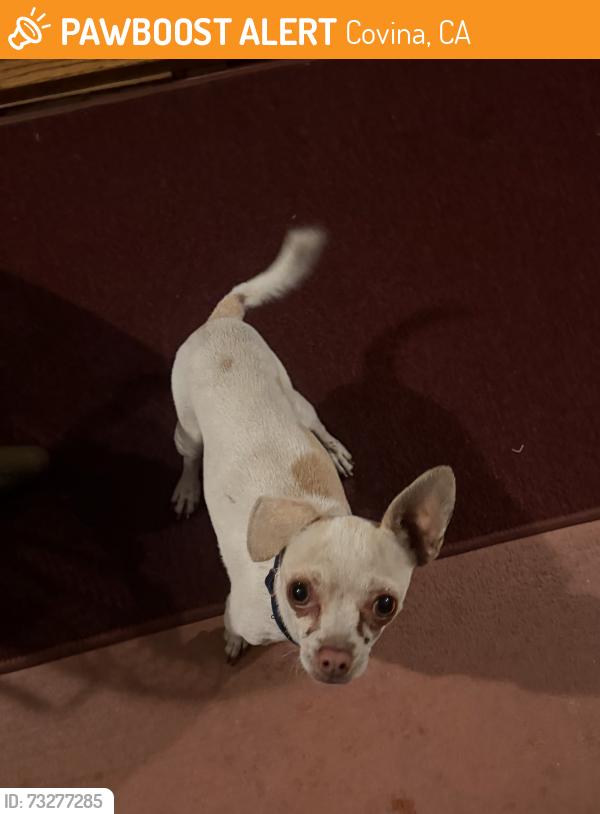 Found/Stray Male Dog last seen Covina Boulevard, Covina, CA 91722