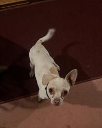 Found/Stray Male Dog last seen Covina Boulevard, Covina, CA 91722
